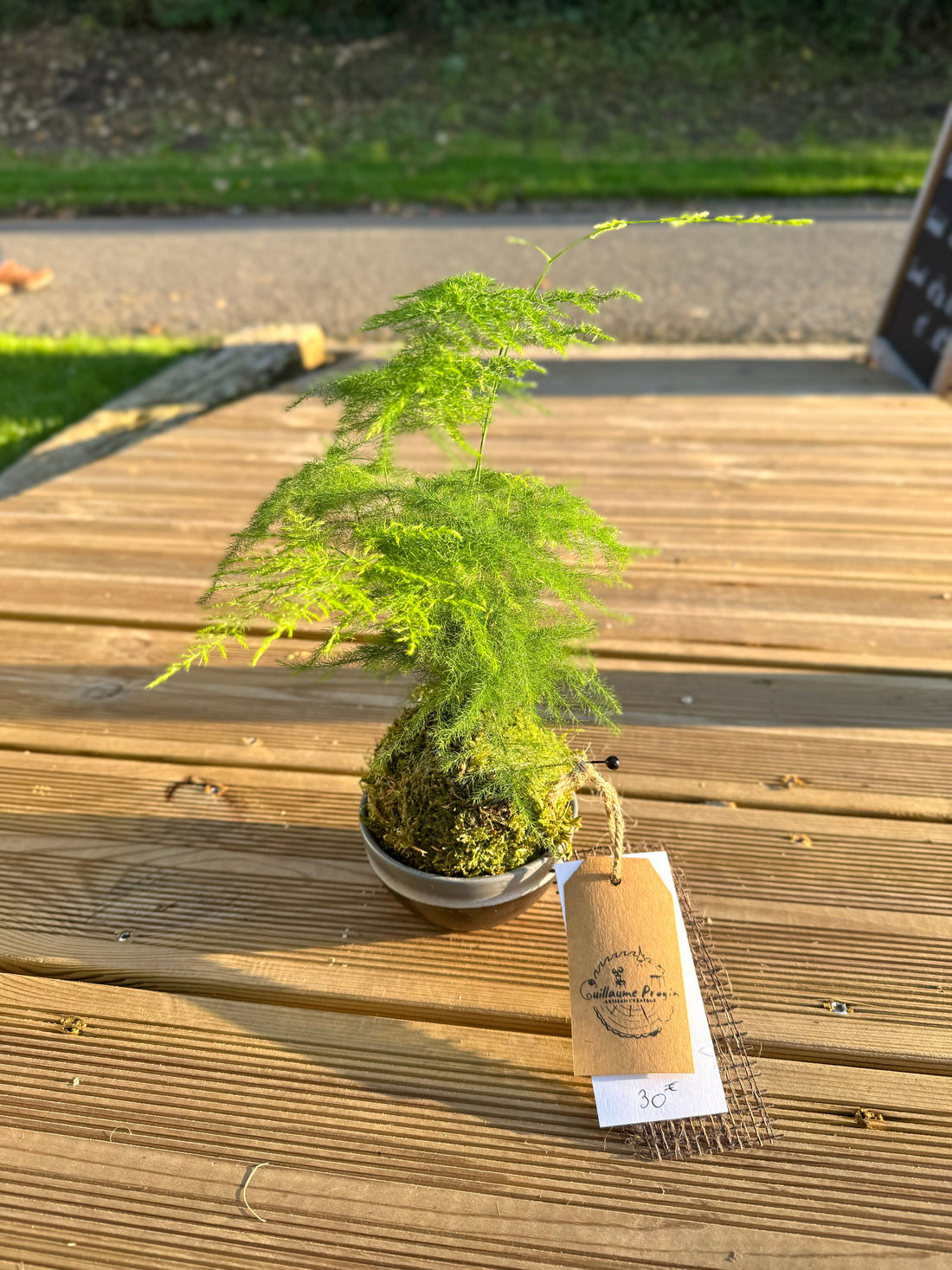 Le Kokedama : L’Art Japonais qui Sublime vos Intérieurs