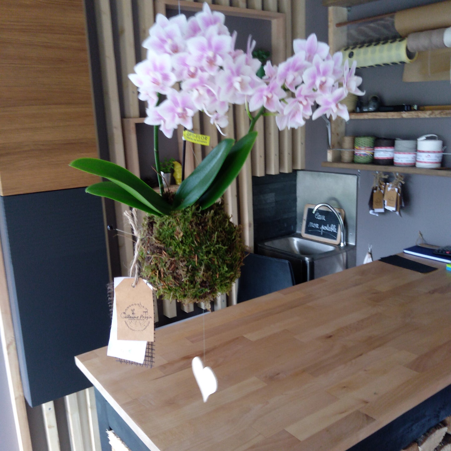 X Orchidée phalenopsis kokedama suspension