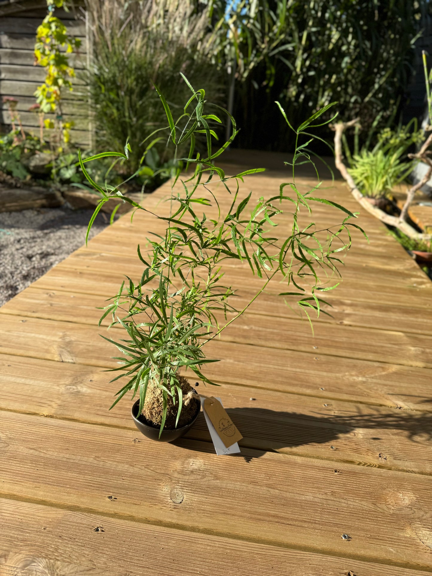 X Asparagus falcatus kokedama