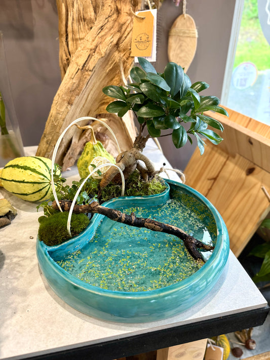 Composition coupe céramique émaillée artisanale ( céramique achdé) ficus ginseng et lentilles d'eau 30cm de diamètre non expediable