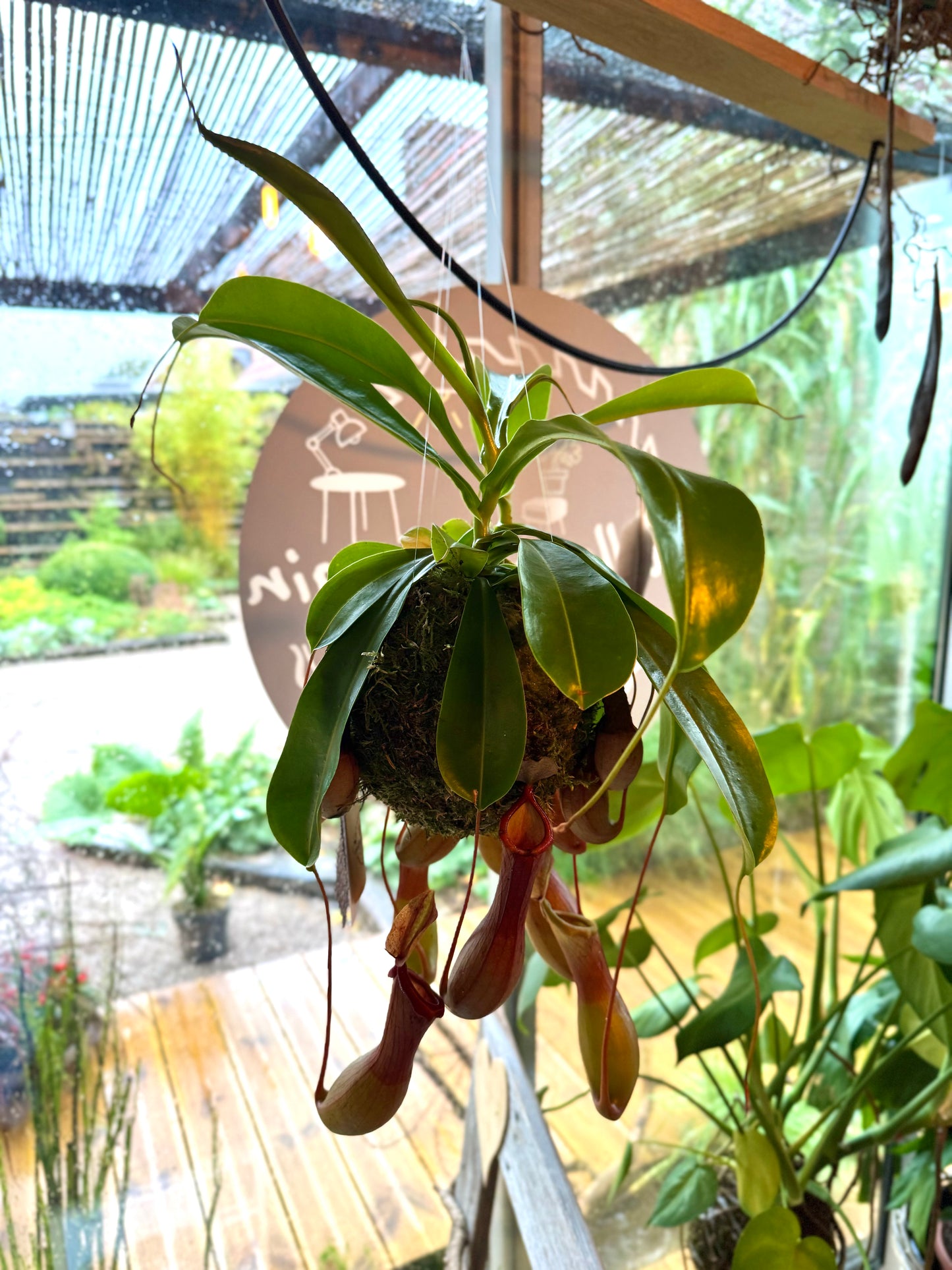X Kokedama Nepenthes suspension (non expediable)