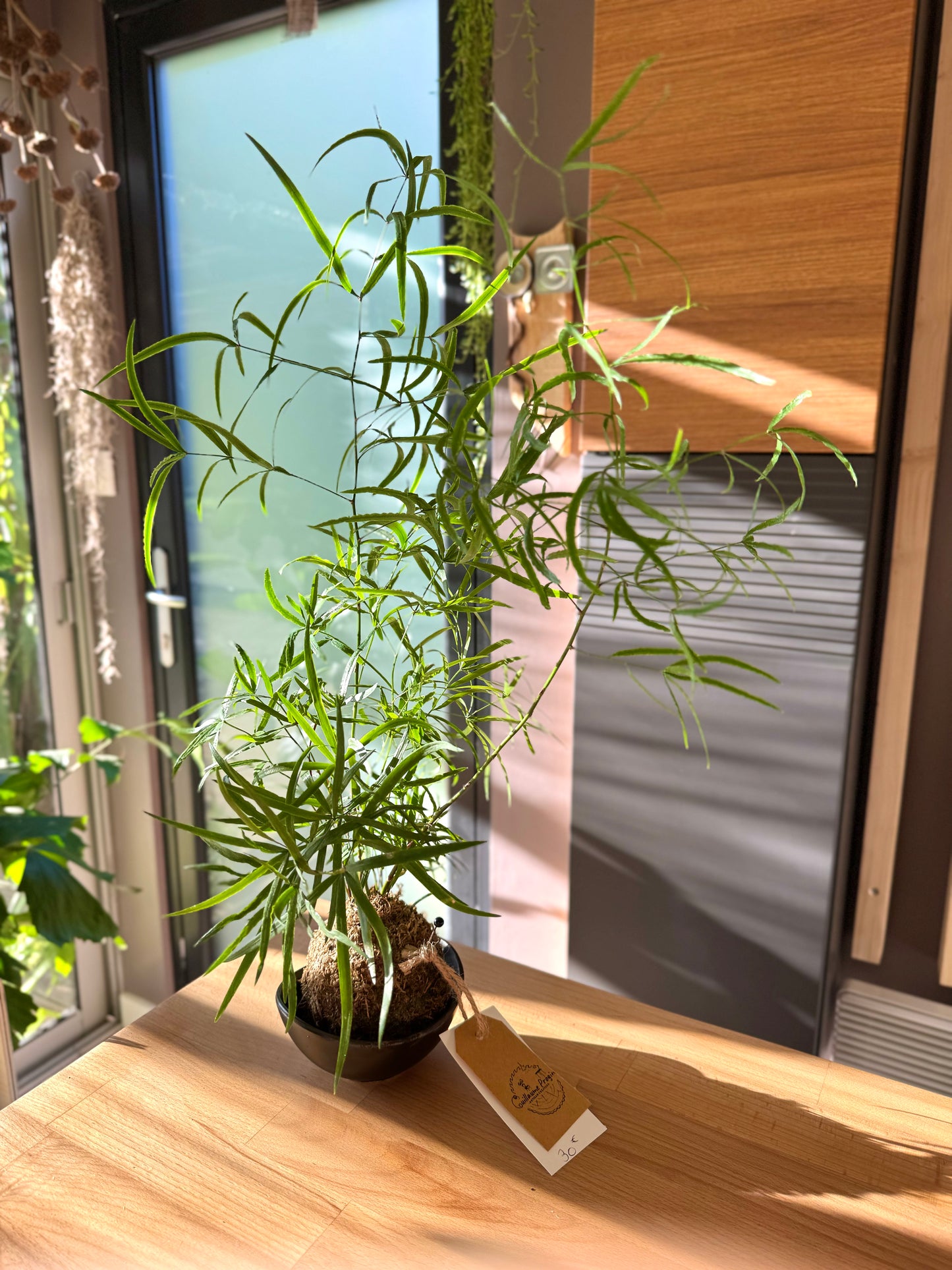 X Asparagus falcatus kokedama