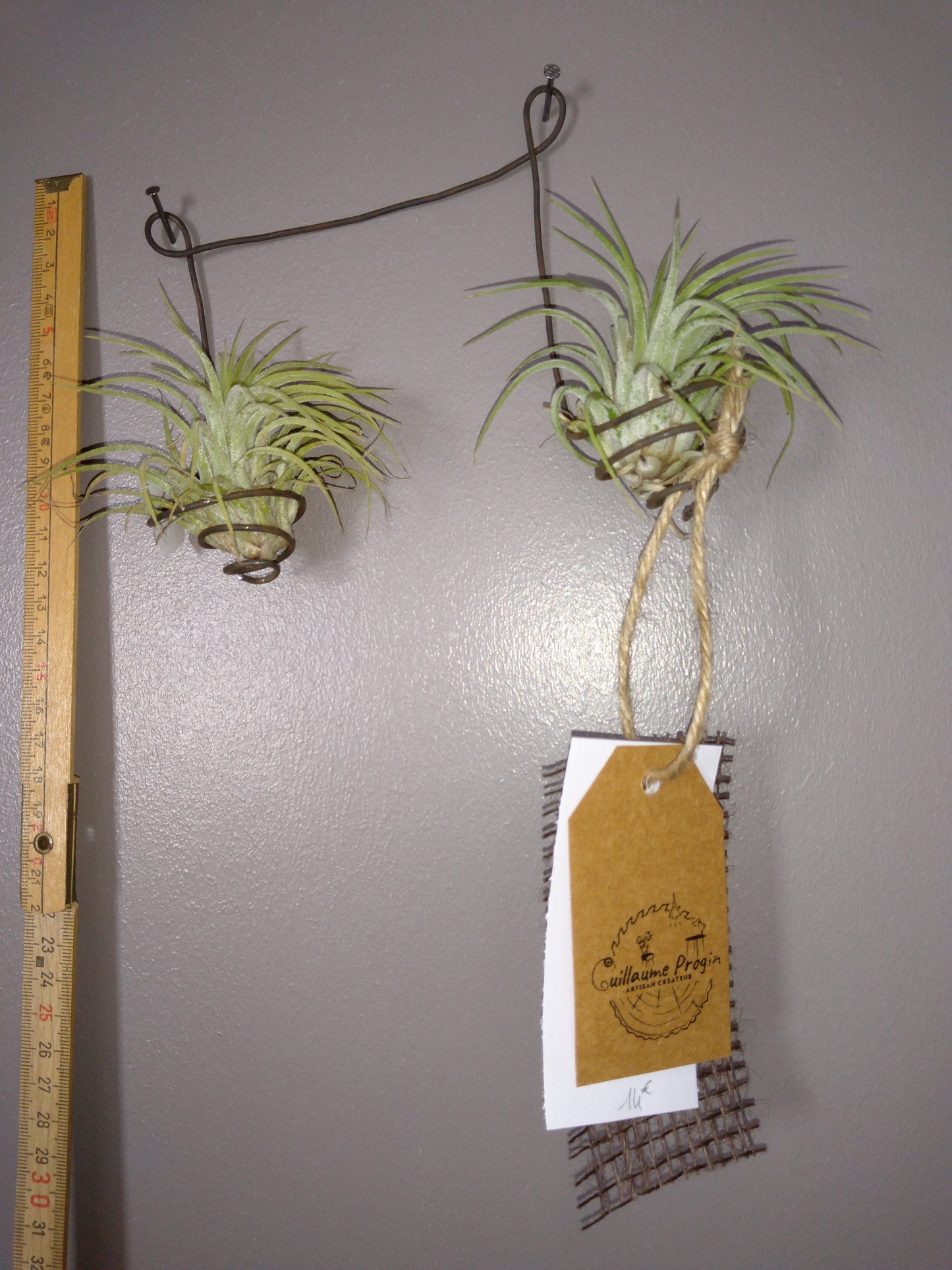 X Tillandsias magnusiana note de musique