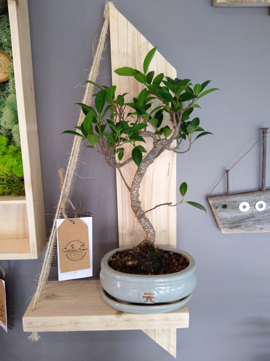 Étagère et son bonsaï ficus
