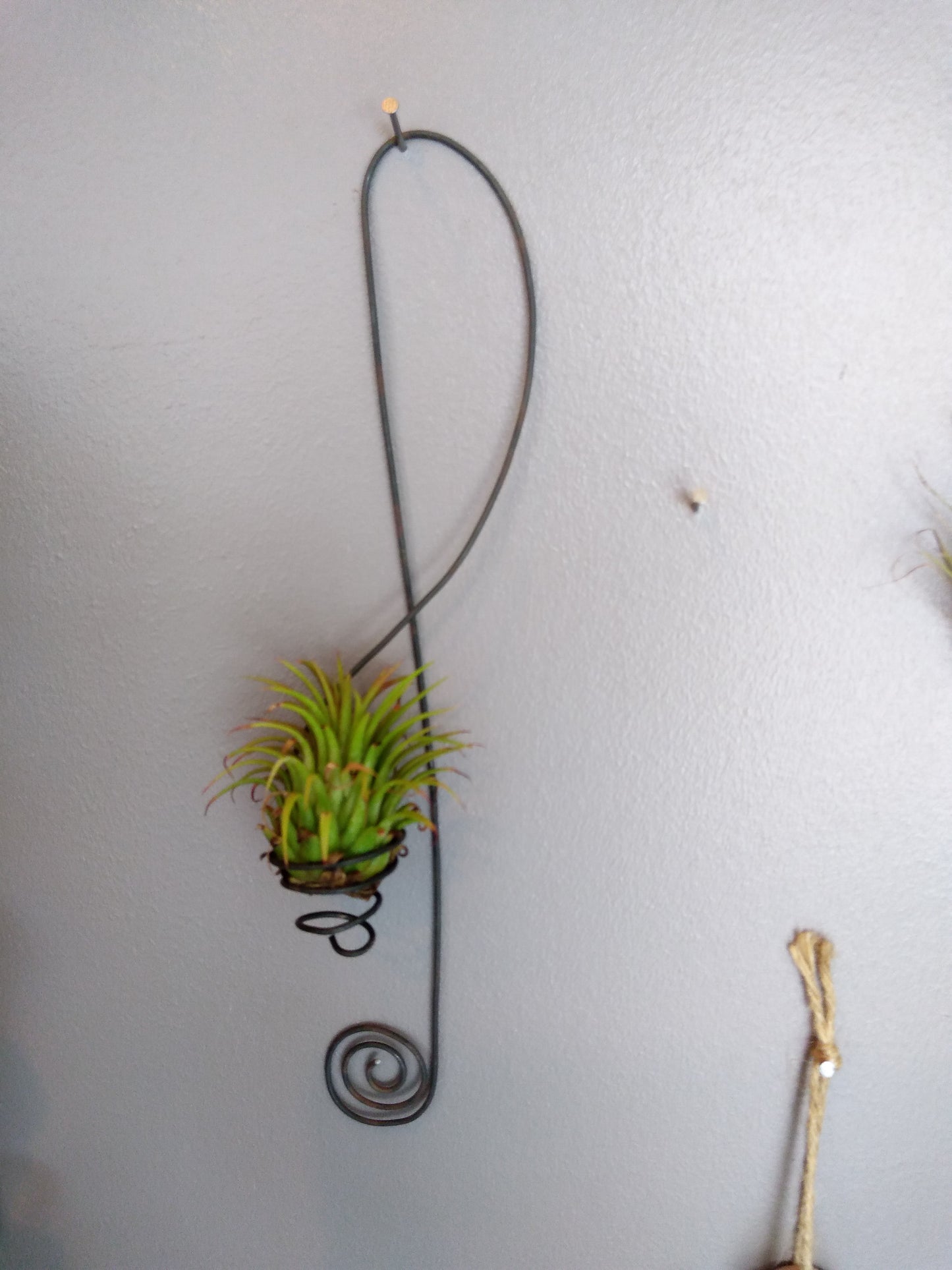 Tillandsia clef de sol