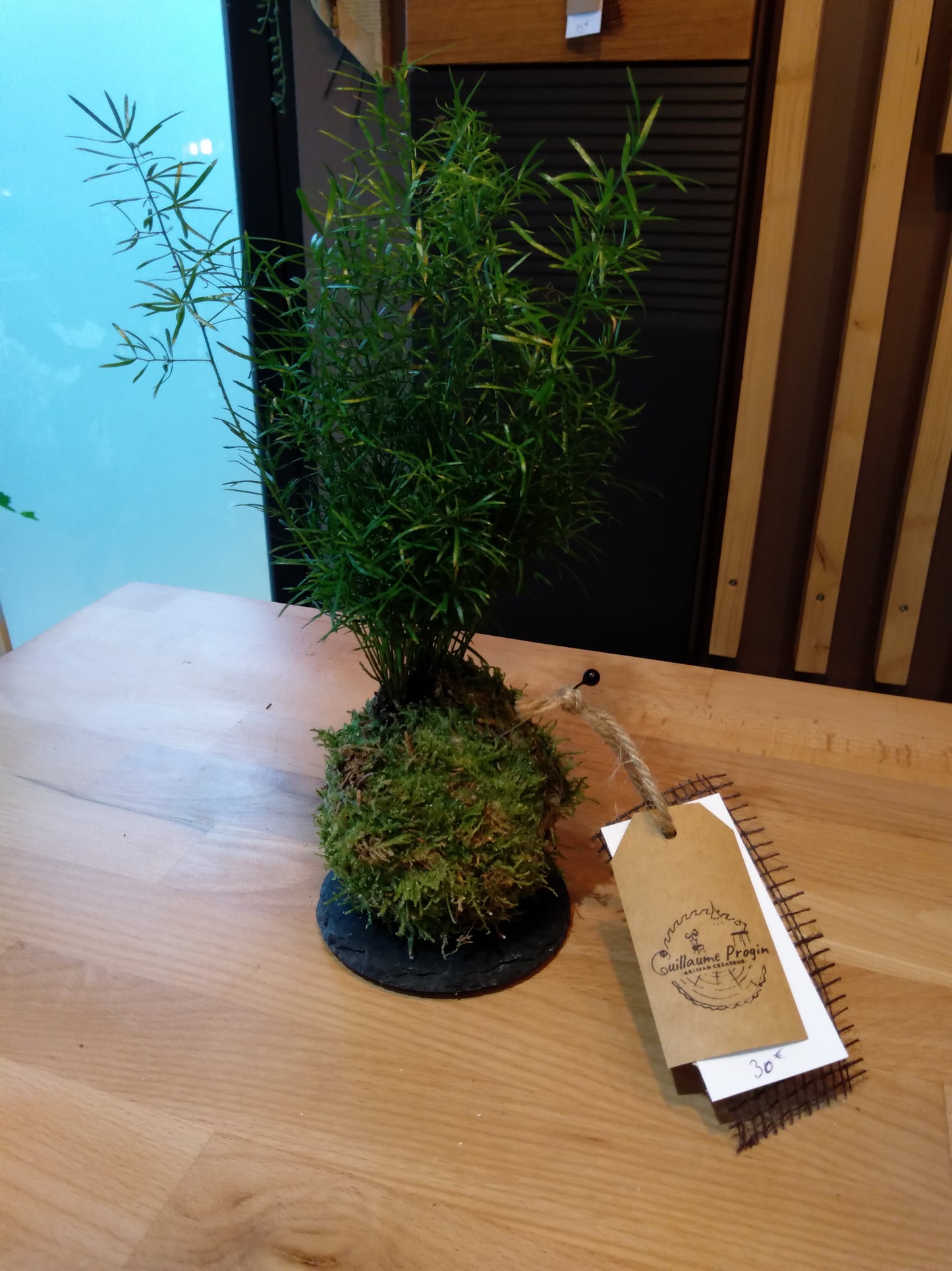 Kokedama Asparagus 'sprengerii' 20cmx20cm sur ardoise
