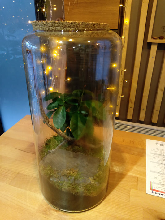 Terrarium ficus ginseng (non expediable)