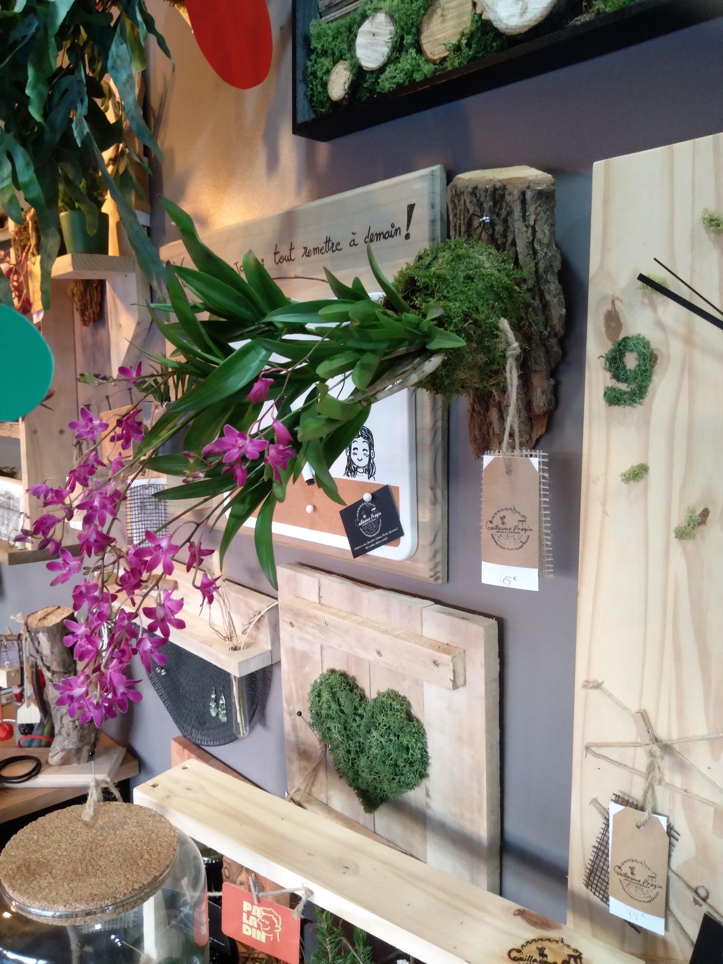 Dendrobium kokedama support mural écorce ( non expediable)