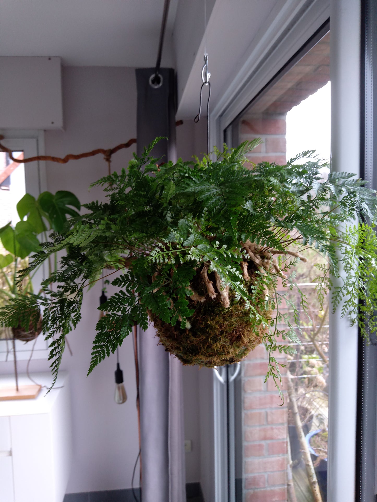 Davallia kokedama