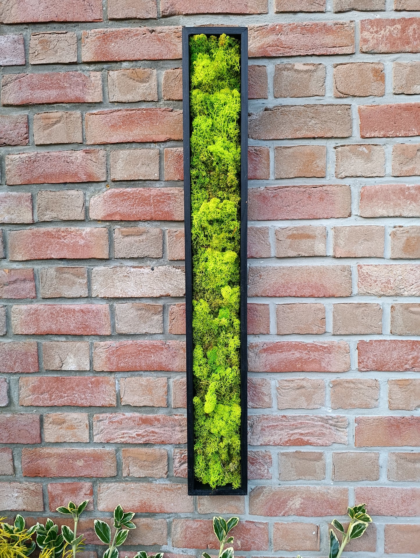 Cadre végétal stabilisé 90x12x3,5cm