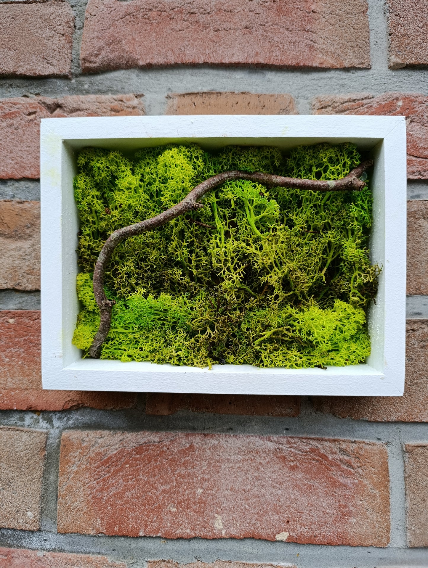 Cadre végétal stabilisé 20x15cm