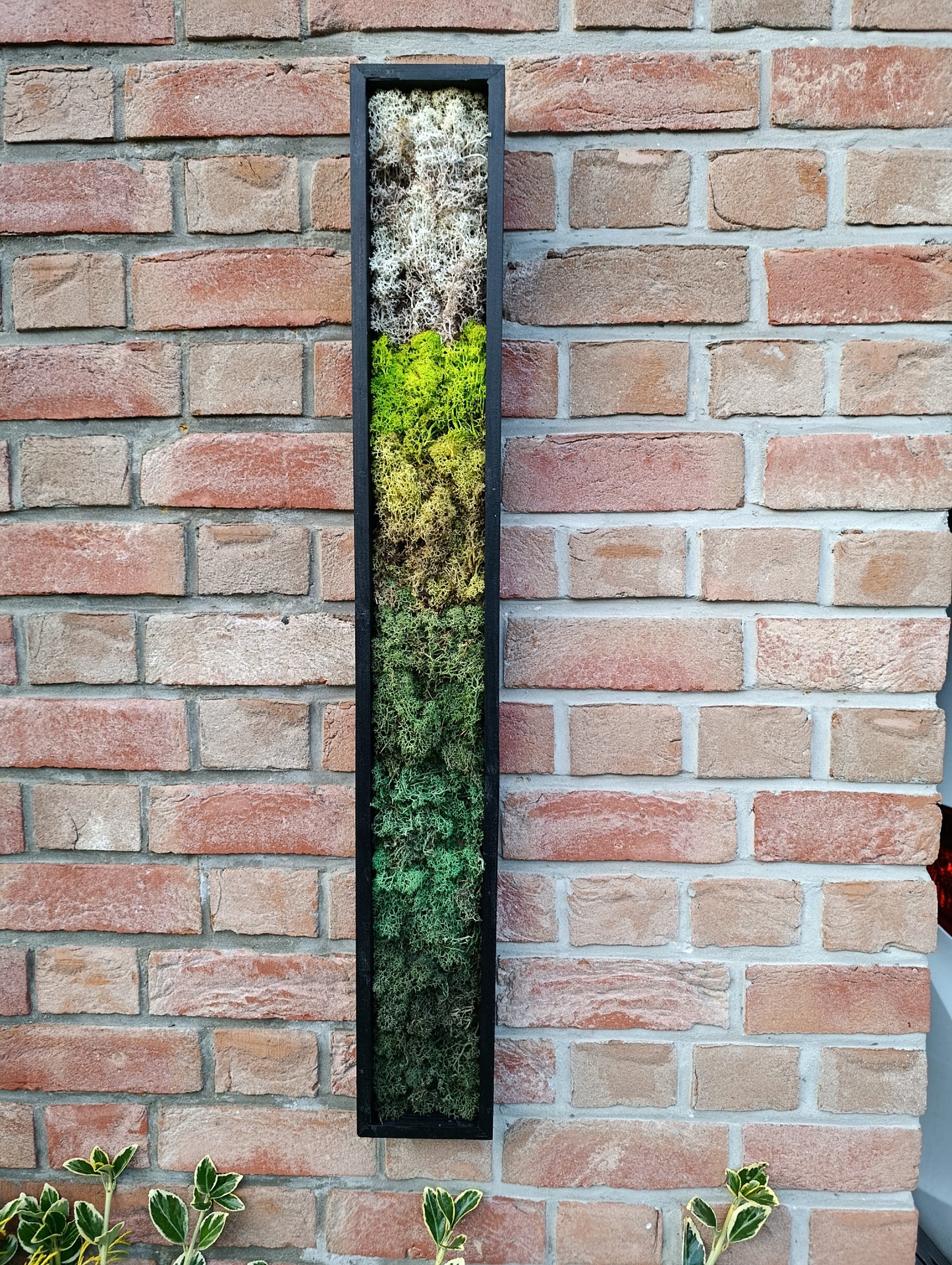 Vertical gradient stabilized plant frame 90x10cm
