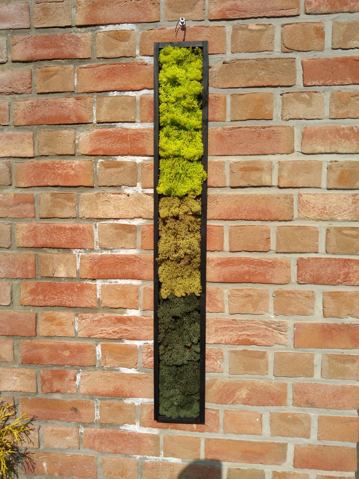 Cadre végétal stabilisé vertical dégradé 90x10cm