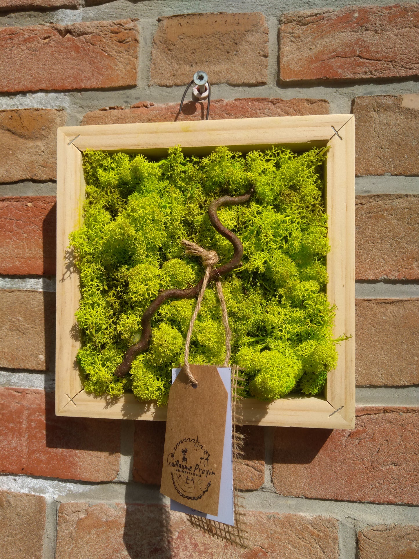 Carde végétal stabilisé 20x20x3,5cm