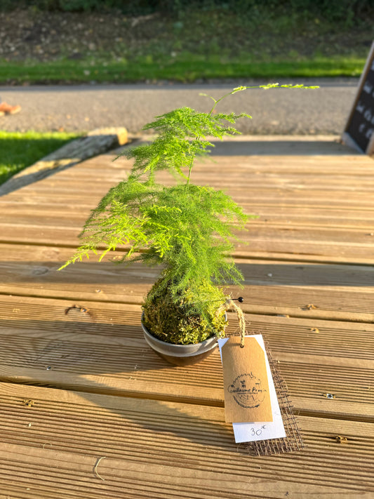 Le Kokedama : L’Art Japonais qui Sublime vos Intérieurs