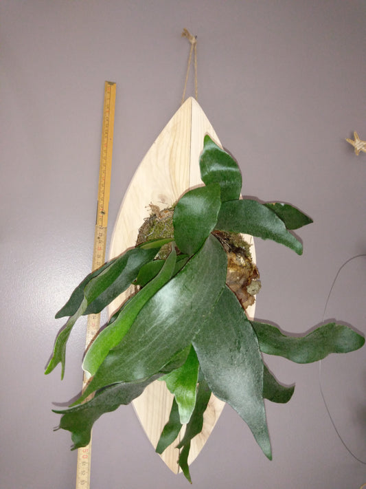 XPlatycerium bifurcartum