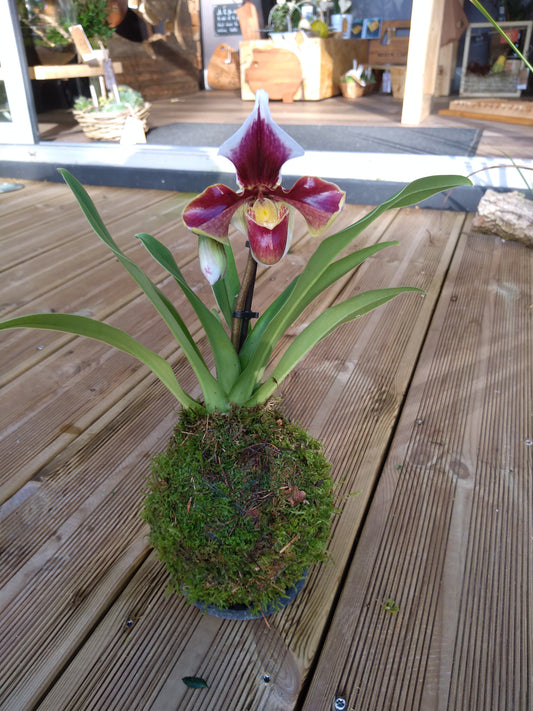 X Kokedama Sabot de venus