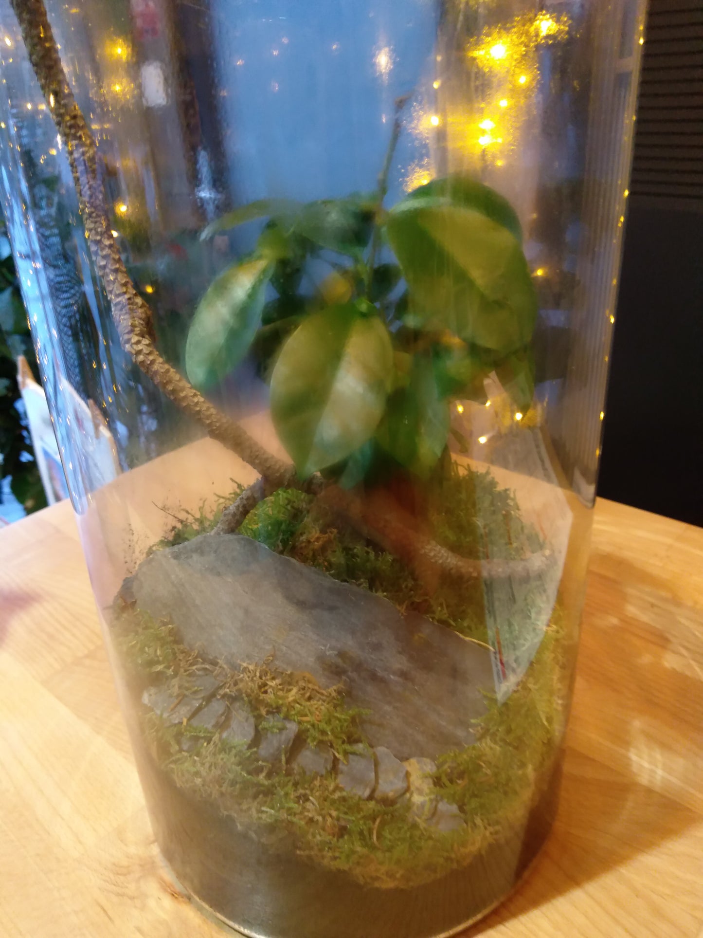 Terrarium ficus ginseng (non expediable)
