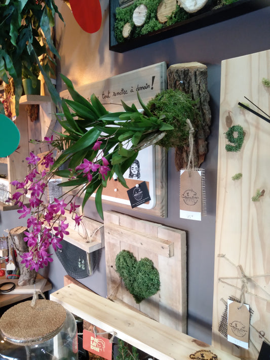 Dendrobium kokedama support mural écorce ( non expediable)