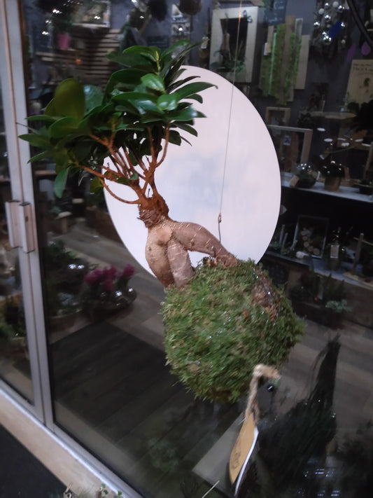 Kokedama Ficus ginseng à suspendre