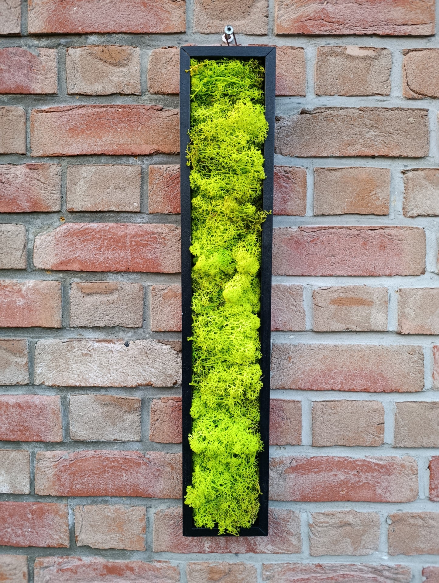 Cadre végétal stabilisé vertical 60x12x3, 5cm