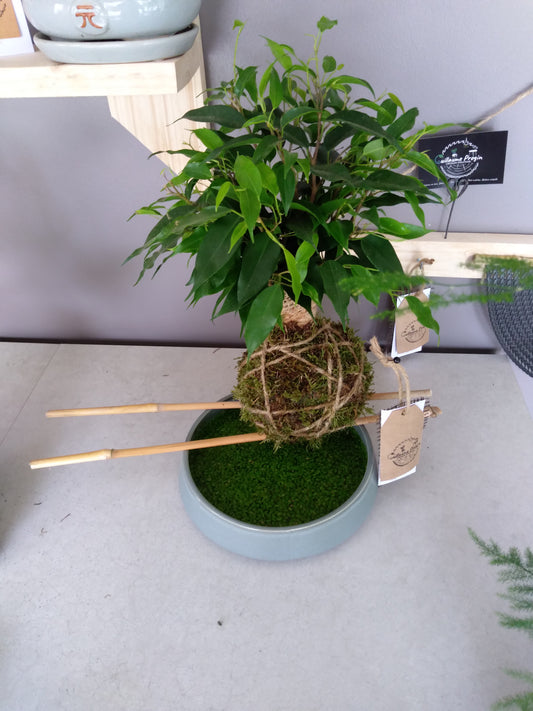 X Ficus kokedama sur assiette et lentilles d'eau