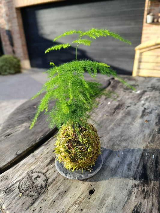 Kokedama Asparagus plumosus 20cmx20cm