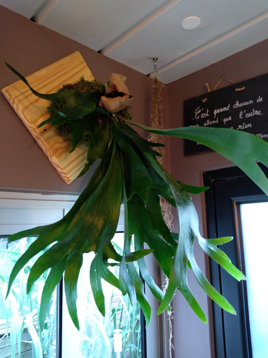 Platycerium 'Bifurcatum' tableau ( non expediable)