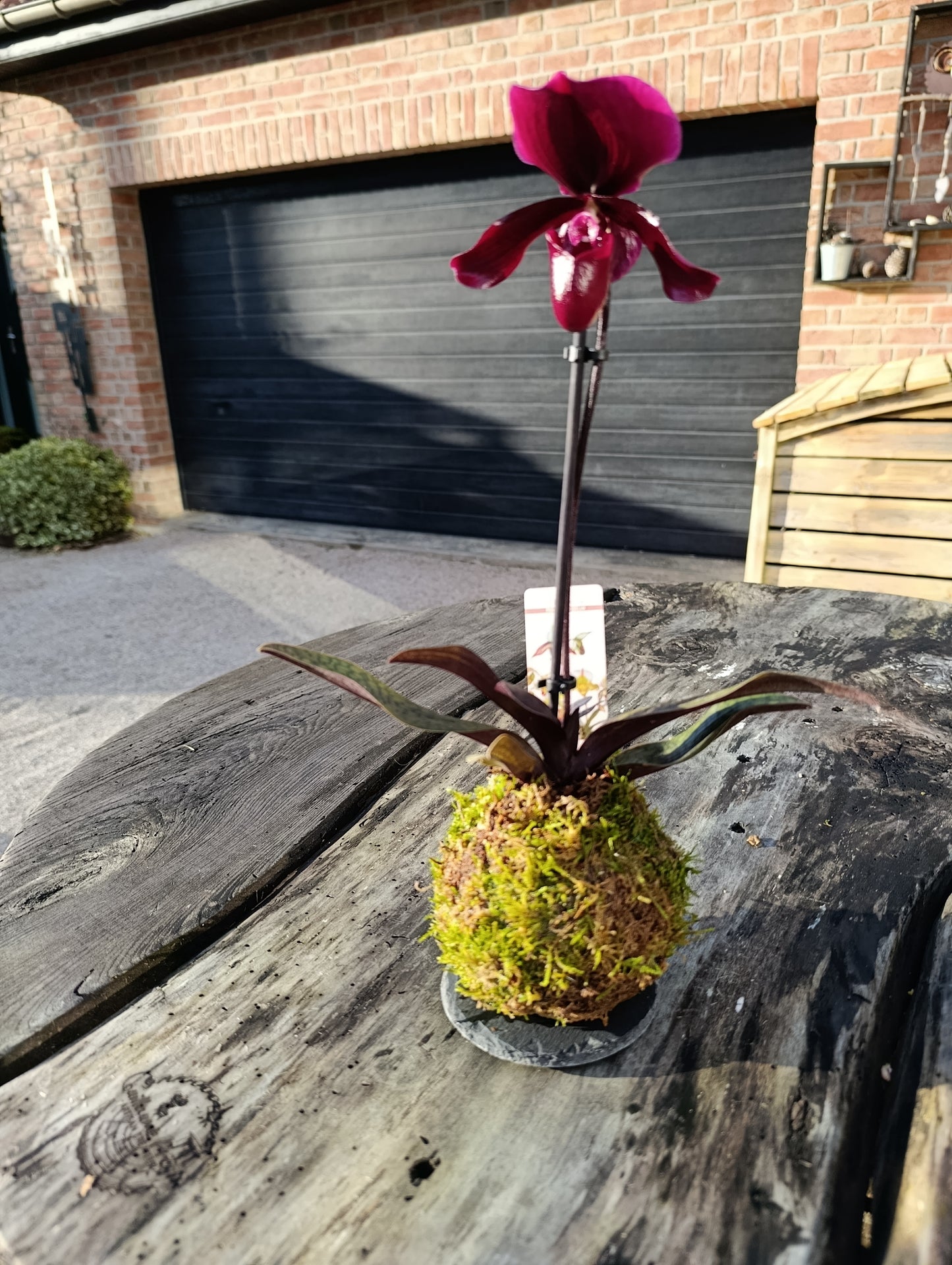 Kokedama paphiopedilum (non expediable)