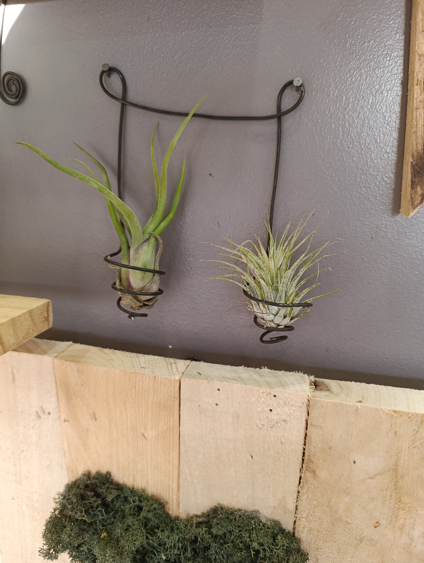 Tillandsias magnusiana note de musique