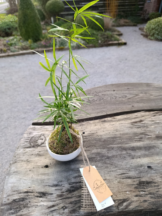 Asparagus falcatus kokedama