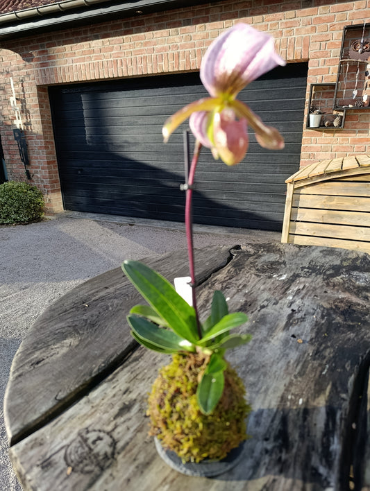 Kokedama Sabot de venus
