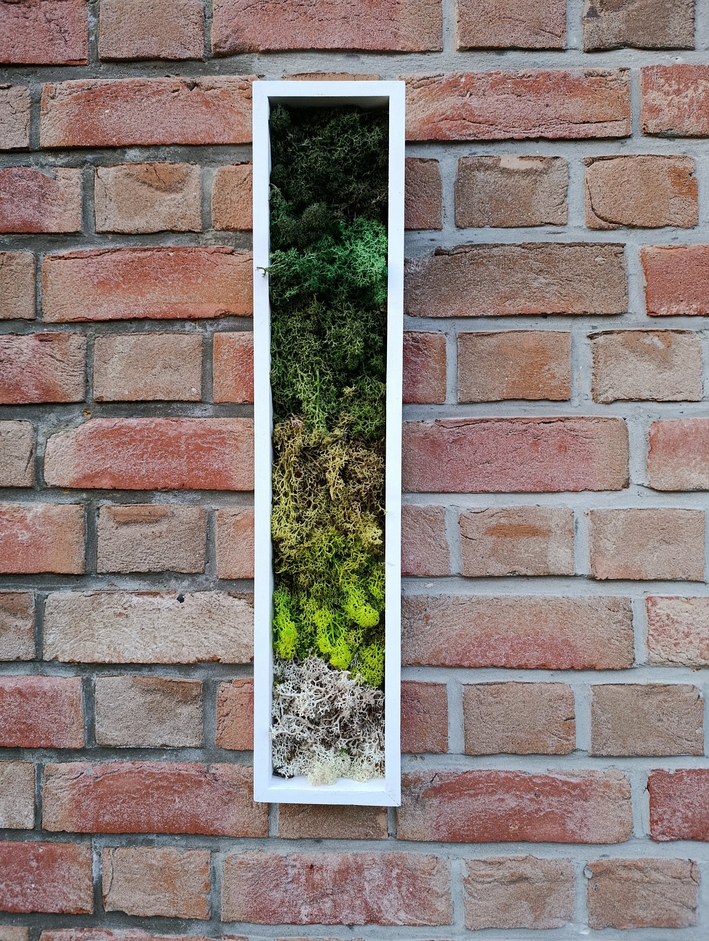 Cadre végétal stabilisé vertical 60x12x3,5vm
