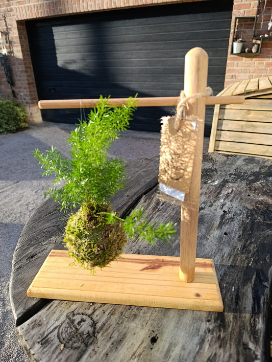 Kokedama asparagus sprengerii et son support bois
